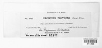 Uromyces polygoni-avicularis image